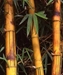 Bamboo Supply Company @ Nursery / Landscape EXPO - 
